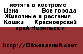 котята в костроме › Цена ­ 2 000 - Все города Животные и растения » Кошки   . Красноярский край,Норильск г.